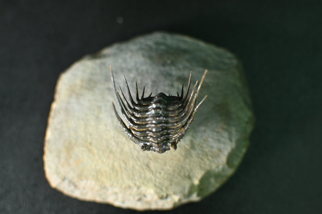 Spiny Leonaspsis Trilobite | Morocco