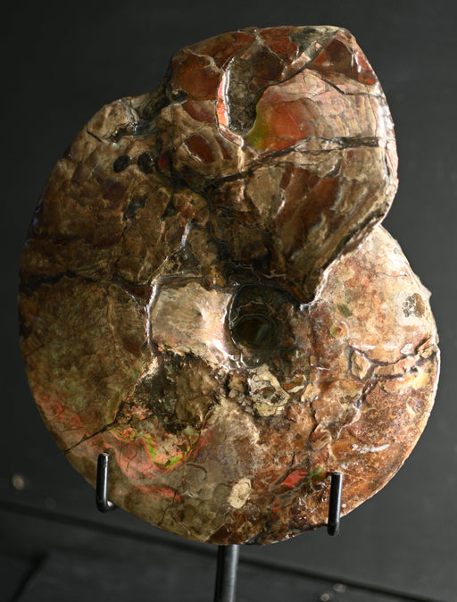 In Stone Fossils