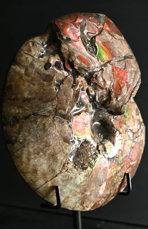 In Stone Fossils