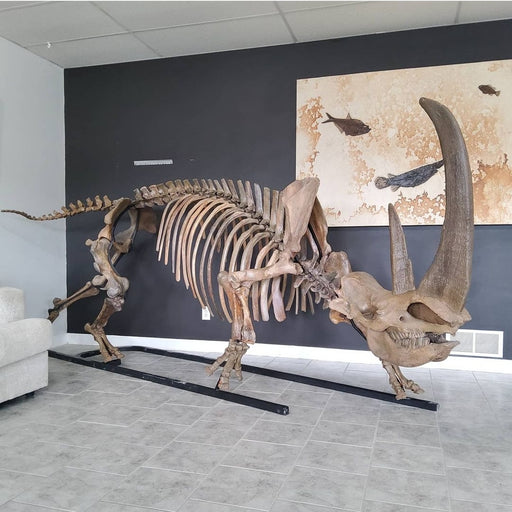 In Stone Fossils