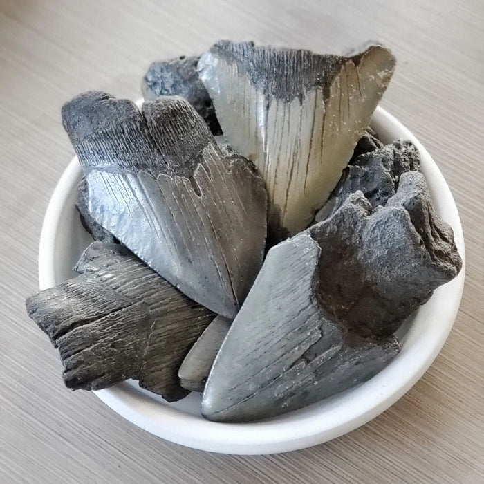Partial Megalodon Teeth $39