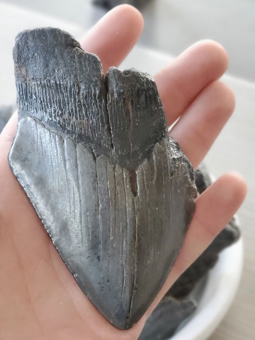 Partial Megalodon Teeth $39