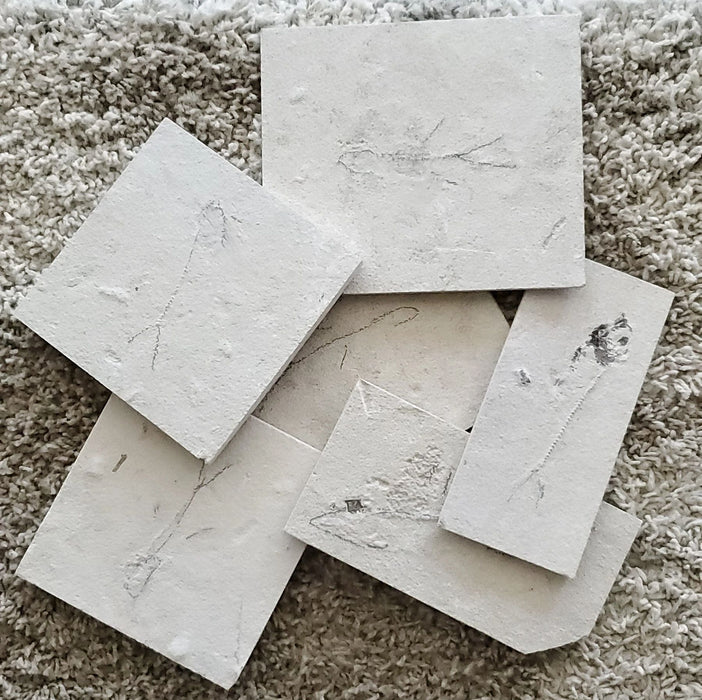 Prepare Your Own Fossil Fish