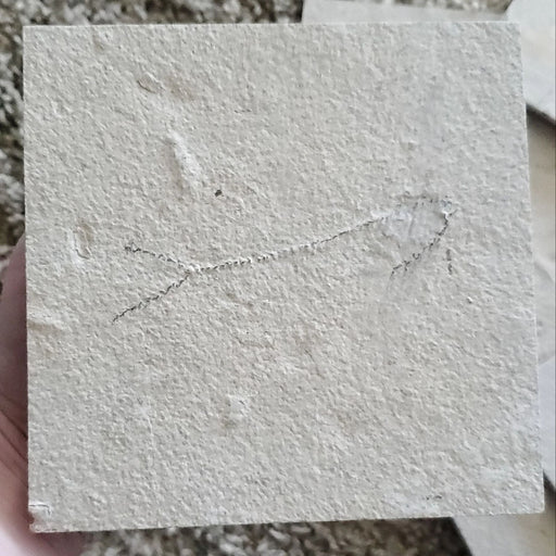 In Stone Fossils
