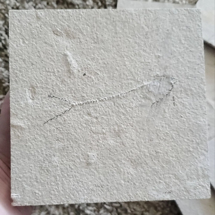 Prepare Your Own Fossil Fish