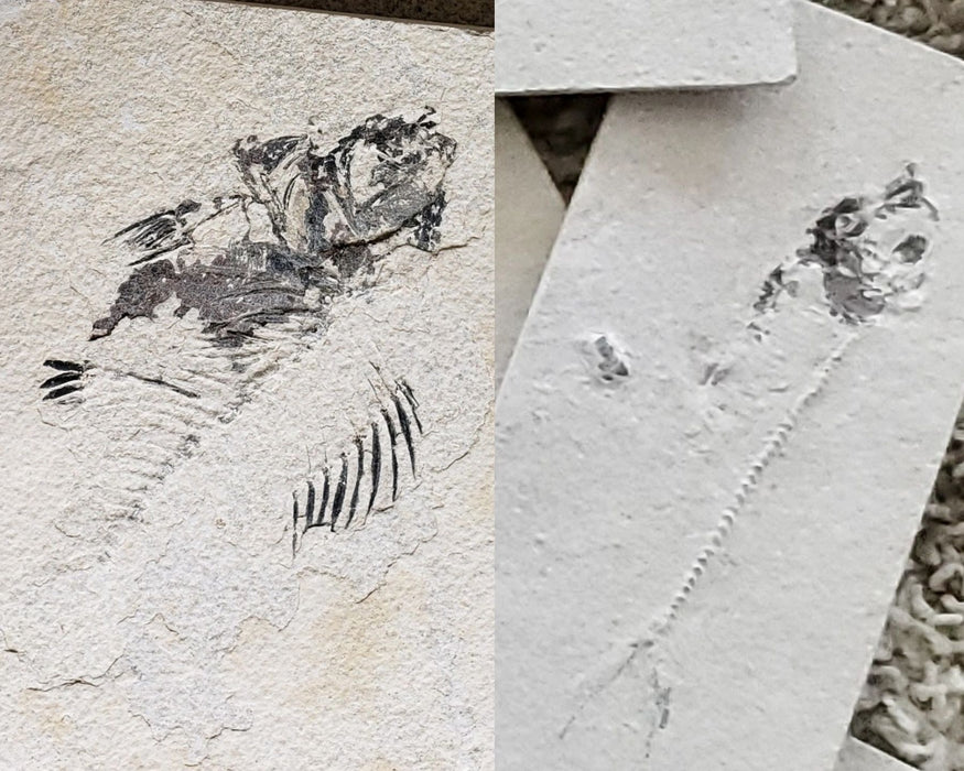 Prepare Your Own Fossil Fish