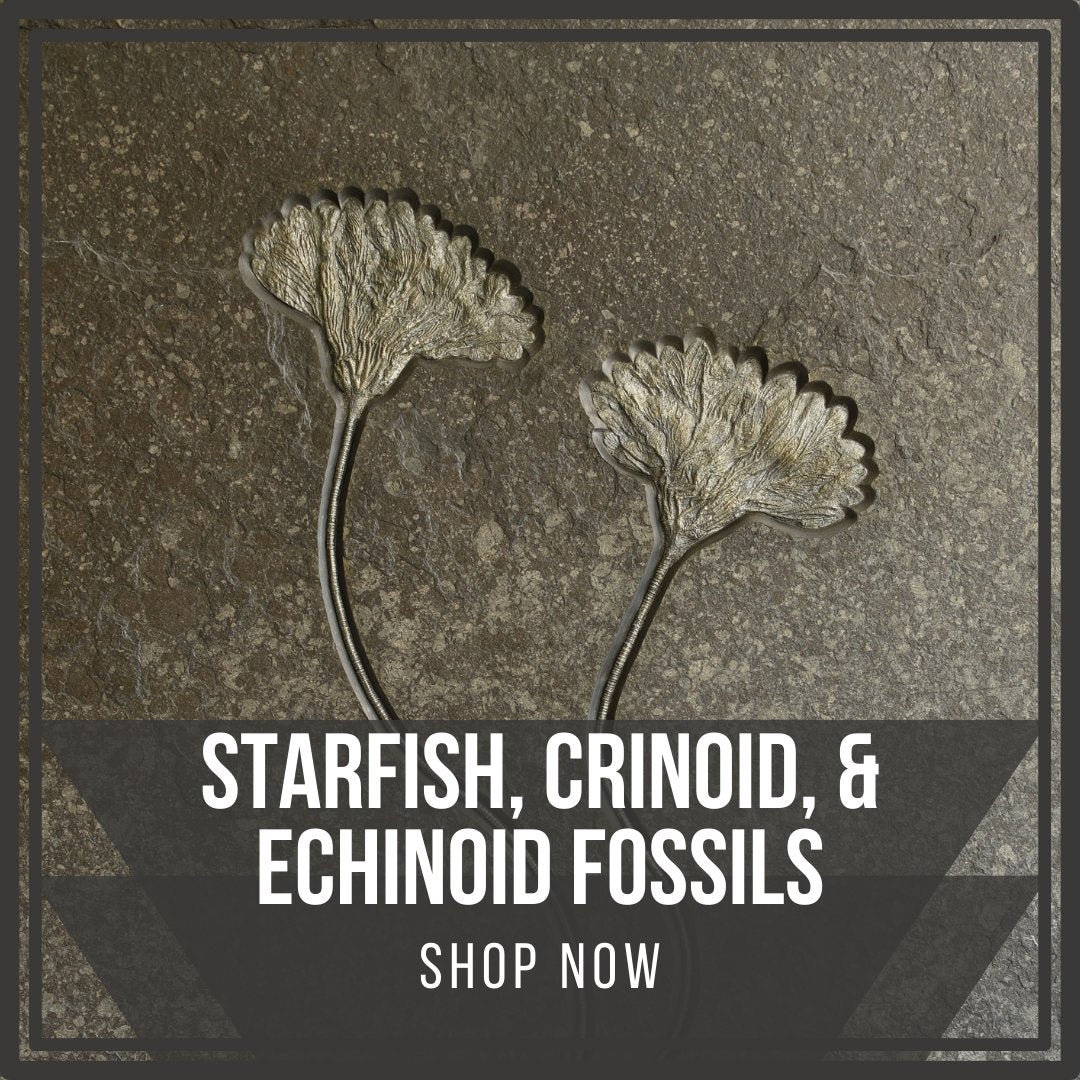 Starfish, Crinoids, & Echinoids