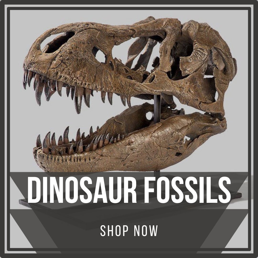 Authentic dinosaur fossils online for sale