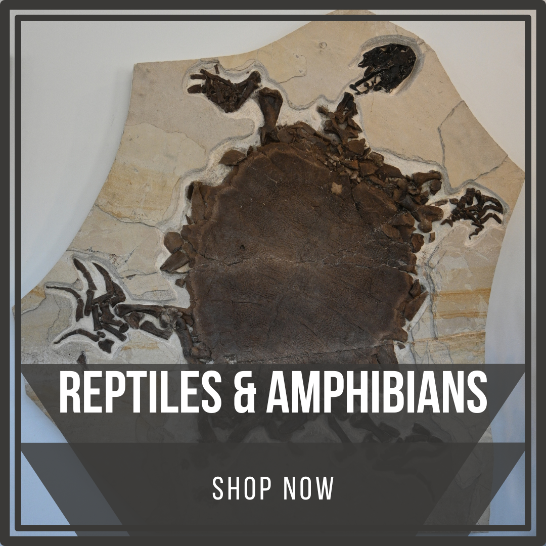 Reptiles & Amphibians