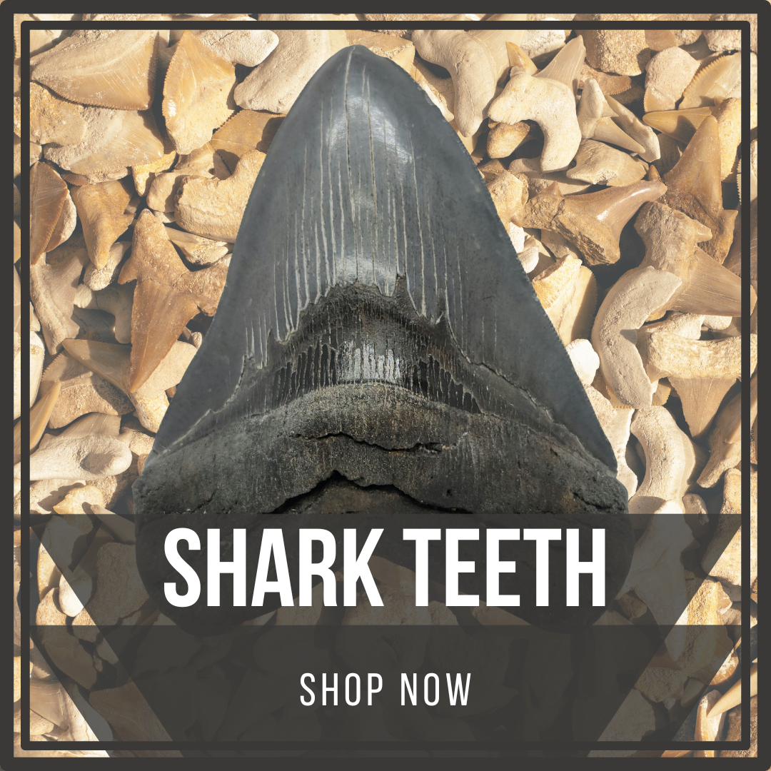 Megalodon & Sharks Teeth