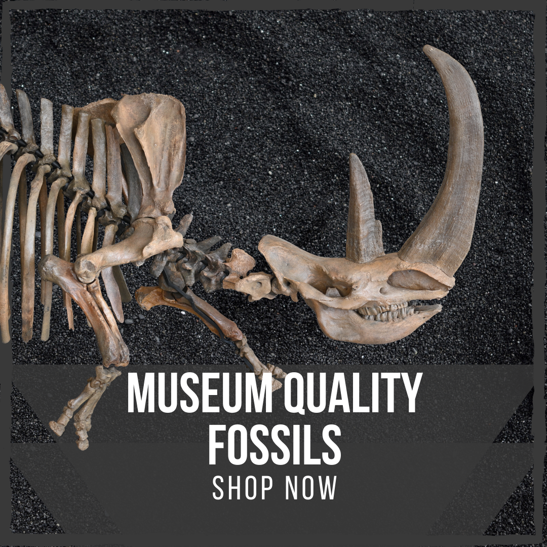 Museum Quality Fossils