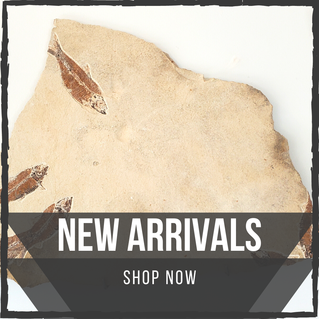 Shop Latest Inventory — In Stone Fossils