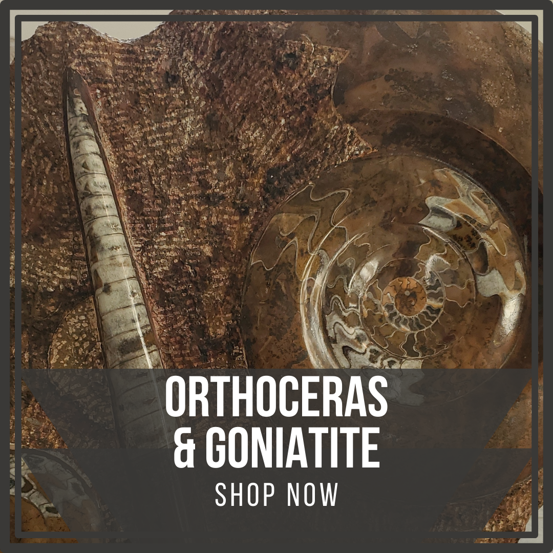 Orthoceras & Goniatite