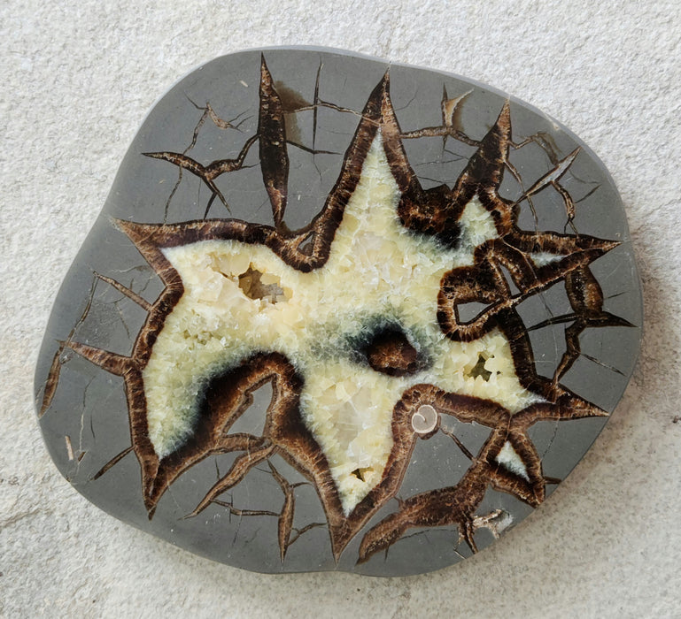 Septarian Nodule Slice