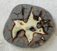 In Stone Fossils 
