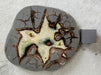 In Stone Fossils 