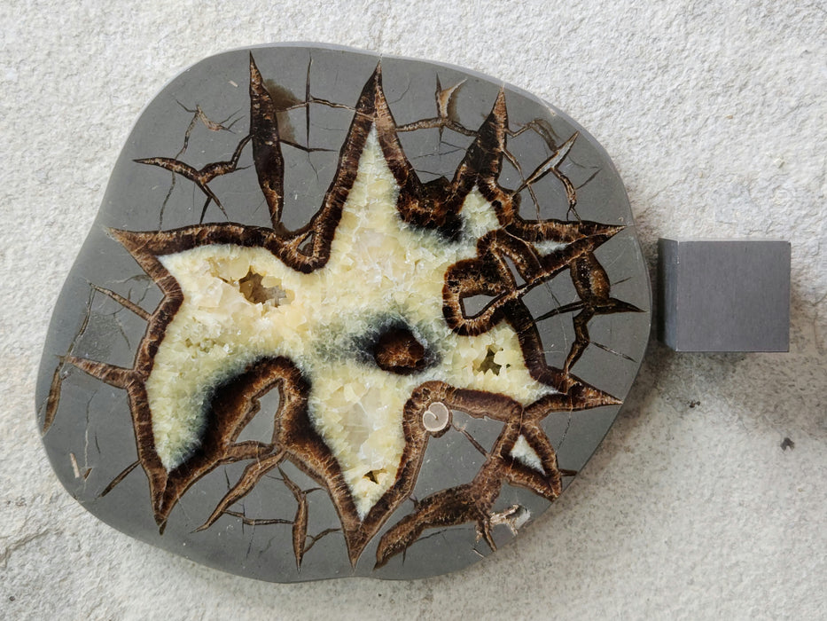 Septarian Nodule Slice