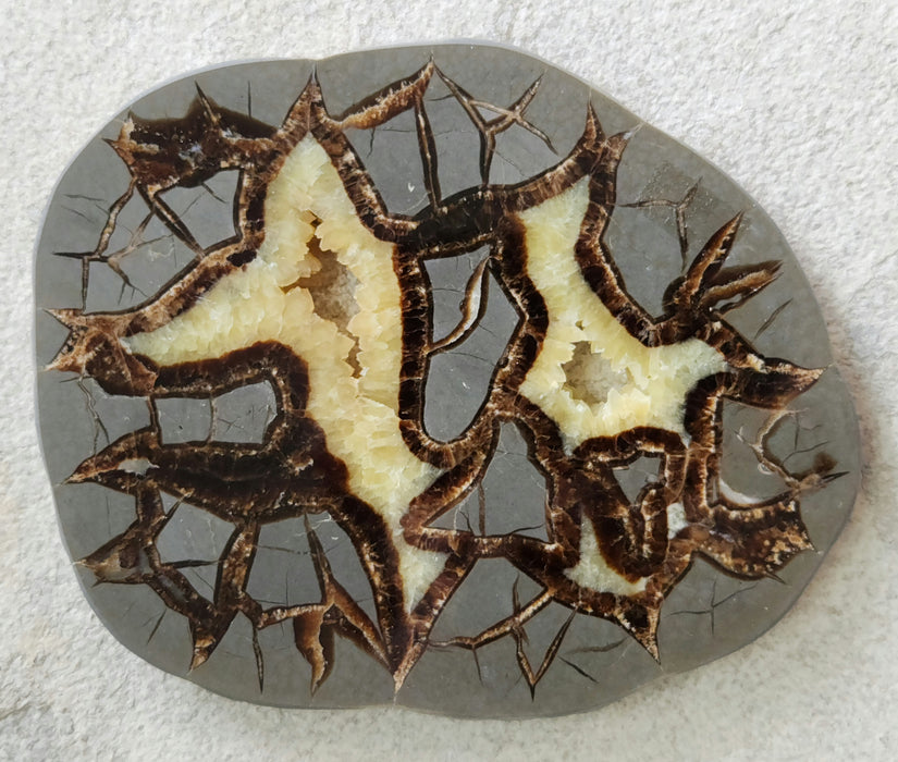Septarian Nodule Slice