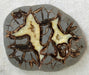 In Stone Fossils 