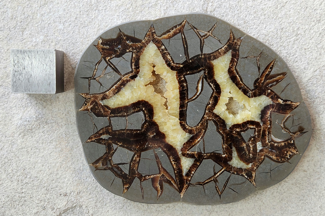 Septarian Nodule Slice