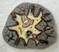In Stone Fossils 