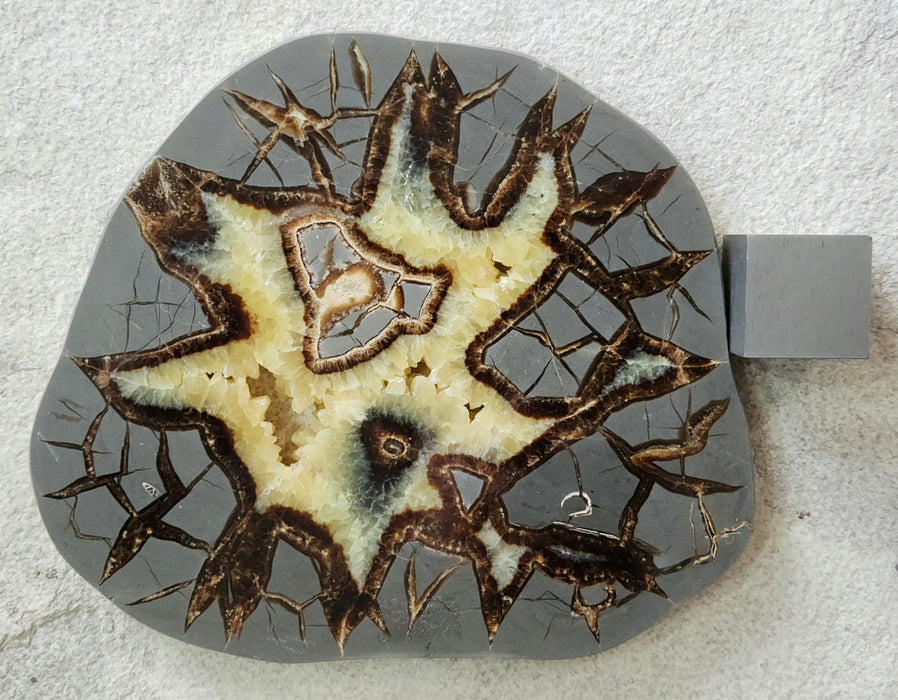 Septarian Nodule Slice