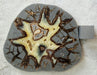 In Stone Fossils 
