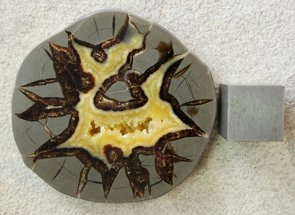 Septarian Nodule Slice