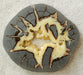 In Stone Fossils 