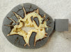 In Stone Fossils 