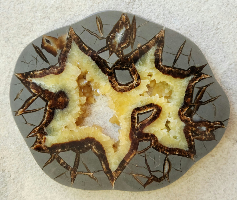 Septarian Nodule Slice