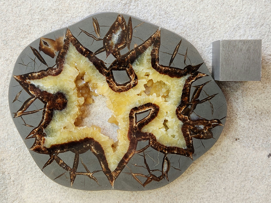 Septarian Nodule Slice