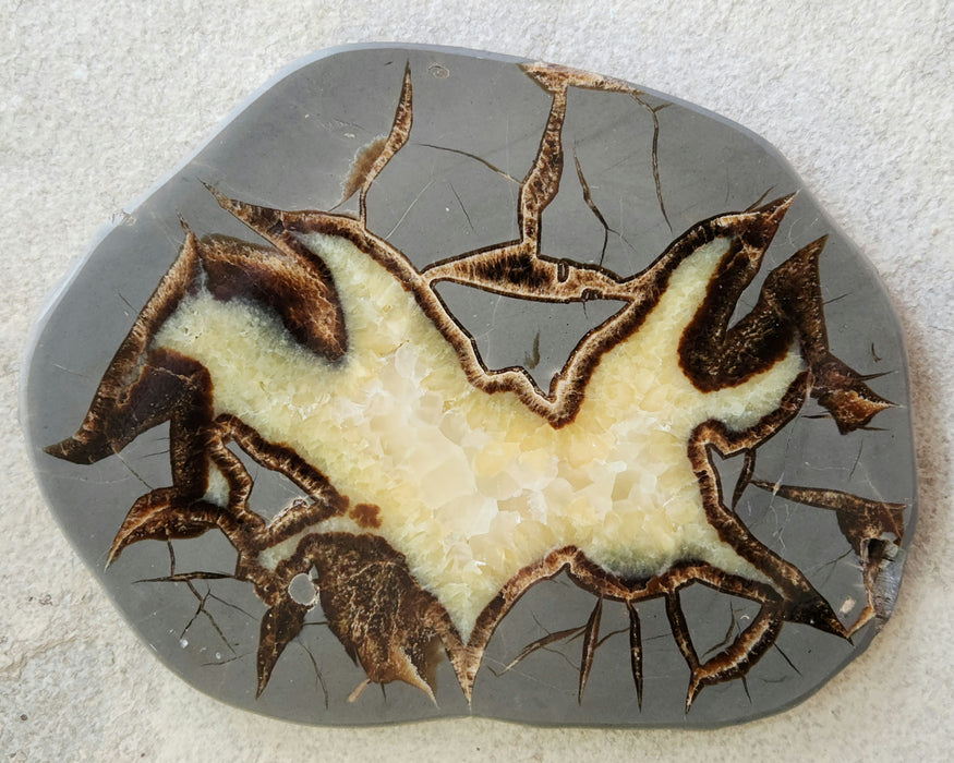 Septarian Nodule Slice