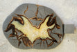 In Stone Fossils 