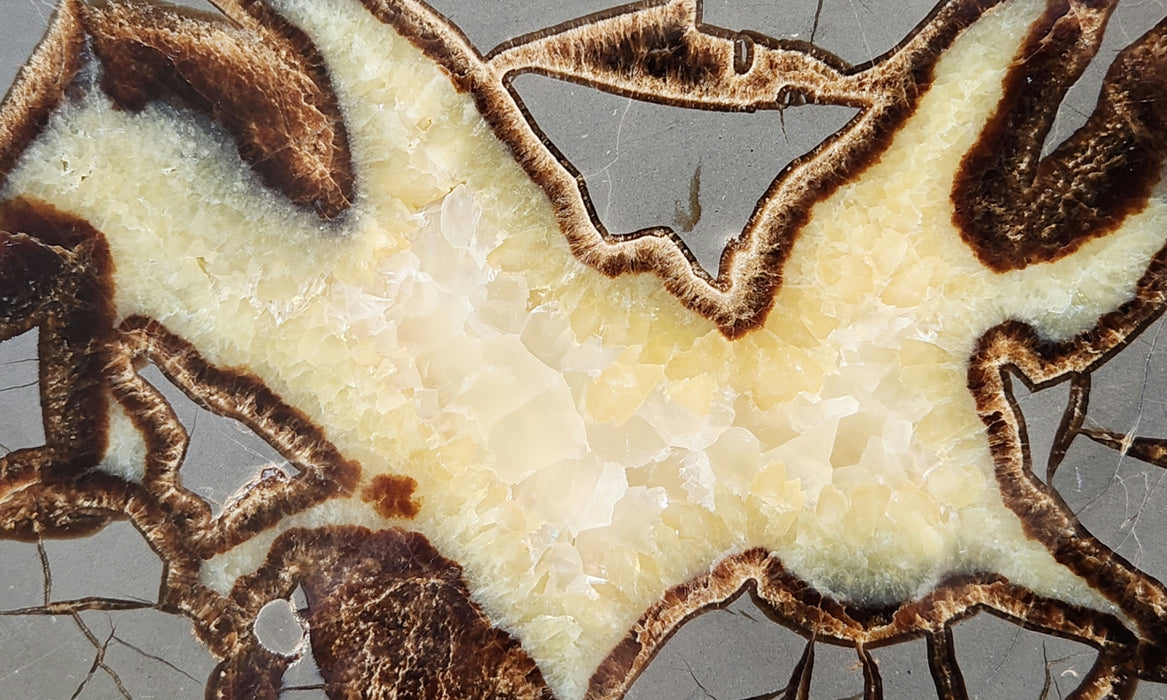 Septarian Nodule Slice