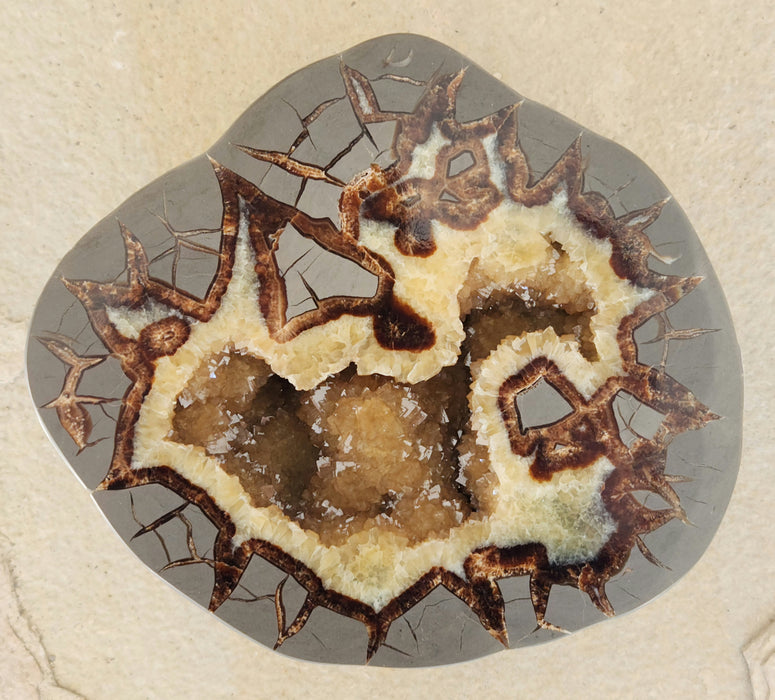 Septarian Nodule Half 9362878464222 — In Stone Fossils
