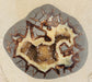 In Stone Fossils 
