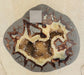 In Stone Fossils 