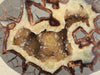 In Stone Fossils 