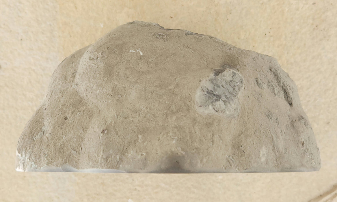 Septarian Nodule Half 9362878464222 — In Stone Fossils