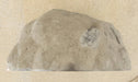 In Stone Fossils 