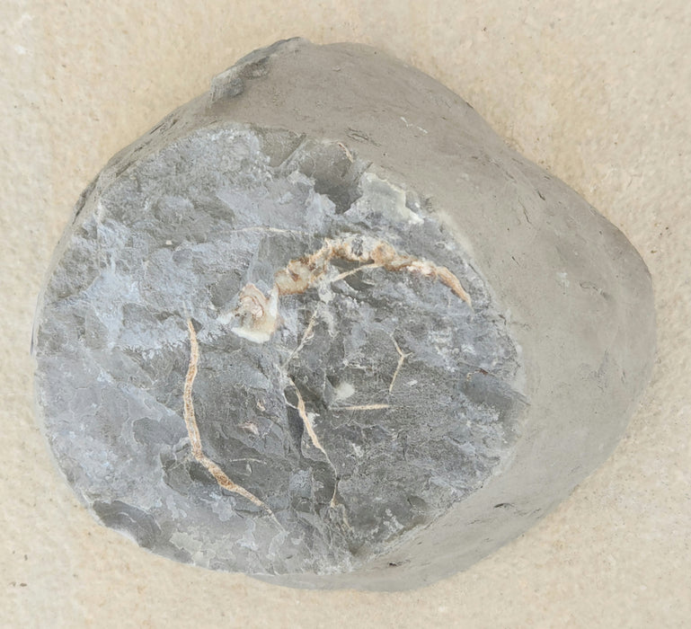 Septarian Nodule Half 9362878464222 — In Stone Fossils