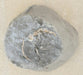 In Stone Fossils 