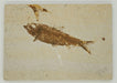 In Stone Fossils 