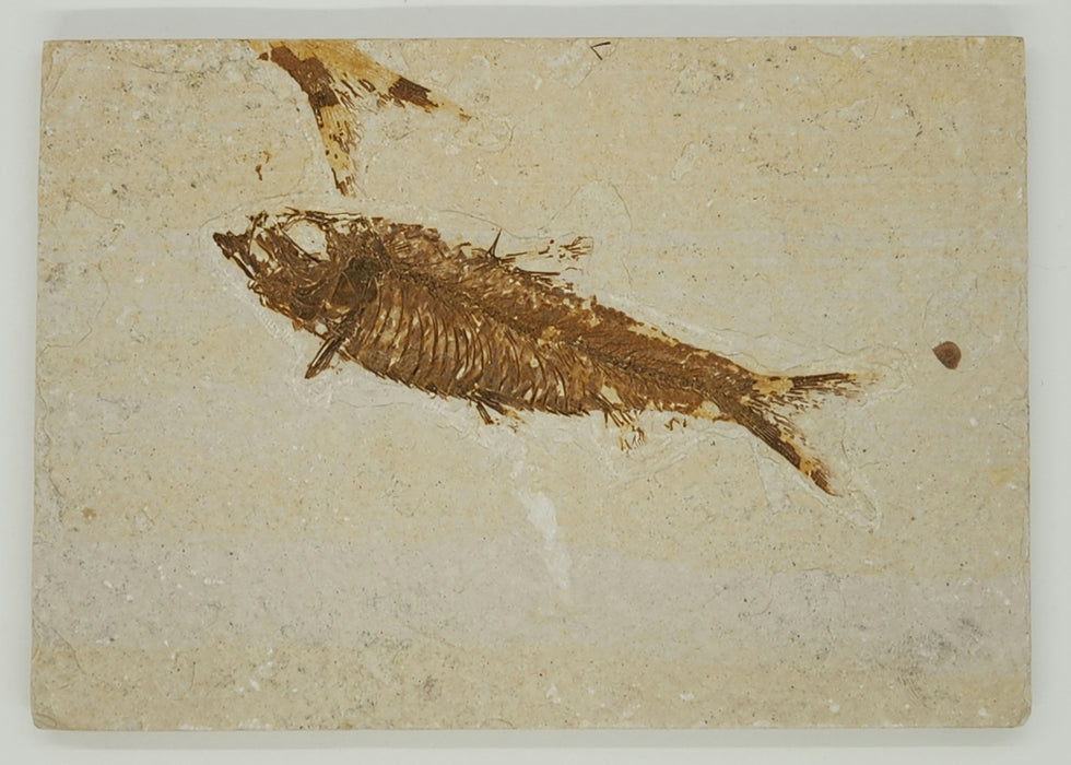 3.5" Knightia eocaena | 100% Natural | Green River Formation | Wyoming