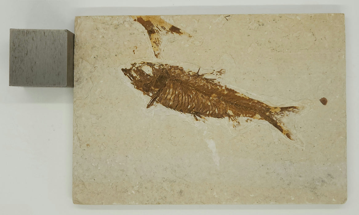 3.5" Knightia eocaena | 100% Natural | Green River Formation | Wyoming