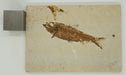 In Stone Fossils 