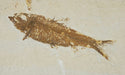 In Stone Fossils 