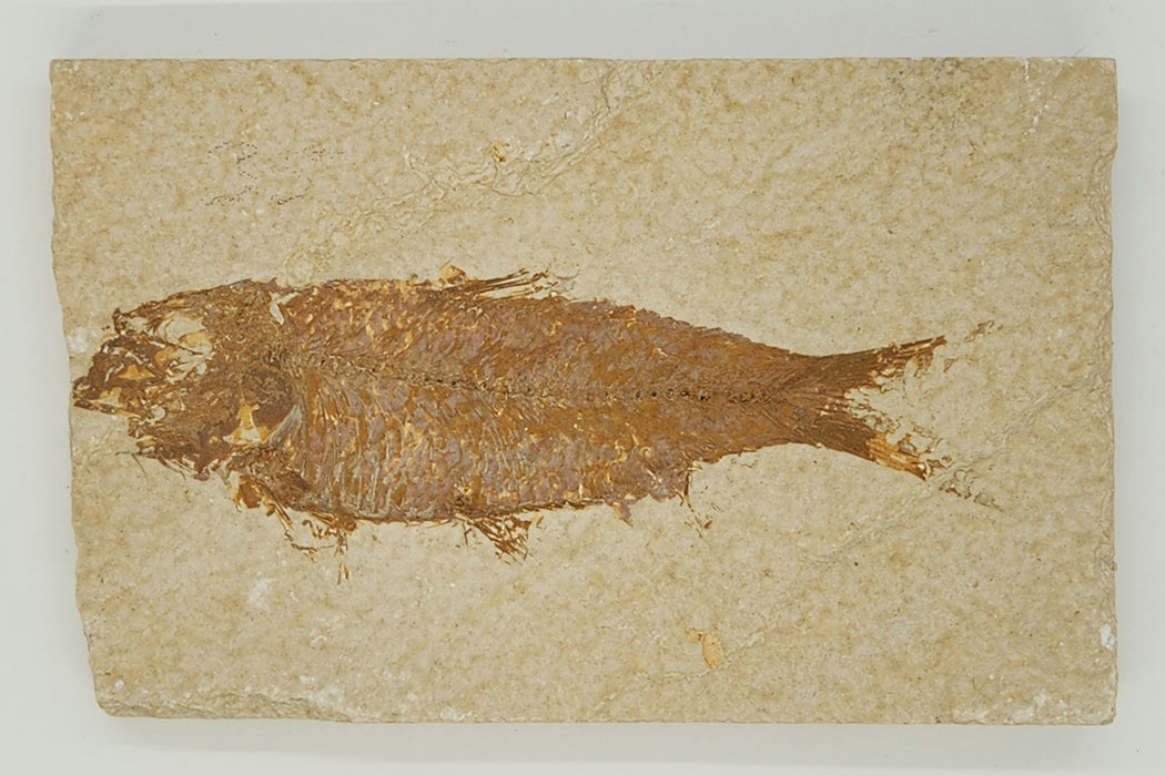 4.25" Knightia eocaena | 100% Natural | Green River Formation | Wyoming