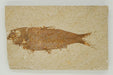 In Stone Fossils 